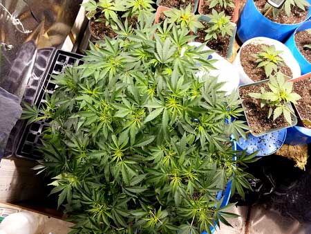 Huge indoor cannabis plant enjoying the grow lights