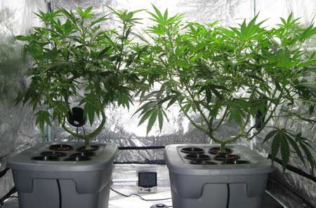 Two cannabis plants growing in a hydroponic setup