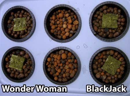 Sprouted feminized cannabis seeds were placed in DWC hydroponic system on June 17, 2013