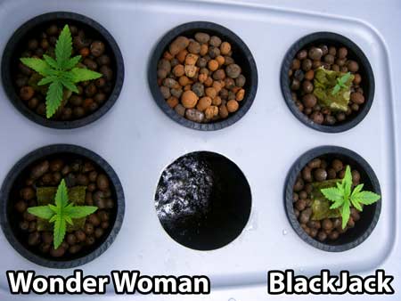 June 29, 2013 - You can seed the 4 cannabis seedlinds in our top-fed DWC hydroponic setup