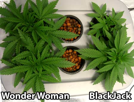 4 Cannabis plants vegetating in a top-fed DWC hydropnic setup