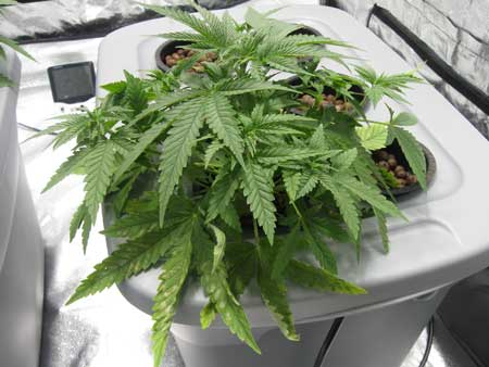 A cannabis plant with root rot - shows signs of wilting, pH problems, and other strange symptoms