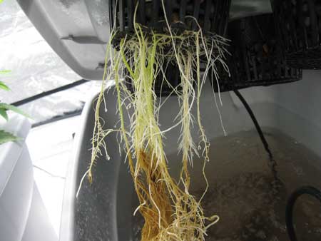 During a heat wave, the cannabis roots began to show signs of root rot