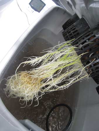 New healthy roots began to grow from the old brown ones that were affected by root rot