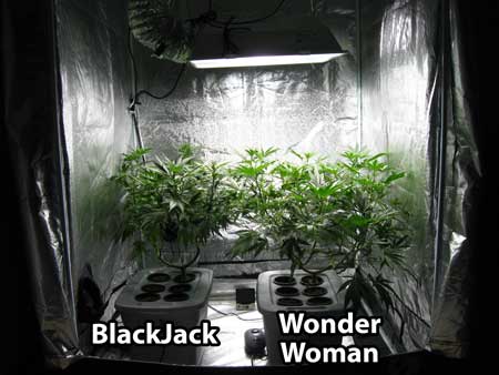 The grow tent is starting to get filled up