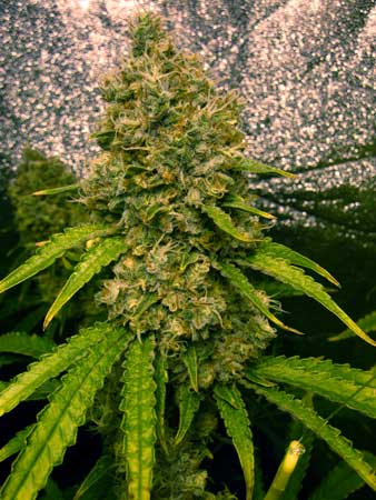 A fat and heavy Wonder Woman cannabis cola - grown in hydroponic DWC tub under a 600W grow light