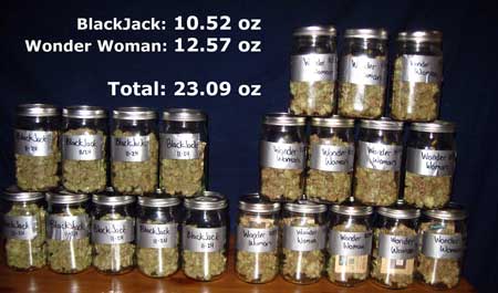 Final cannabis yields!