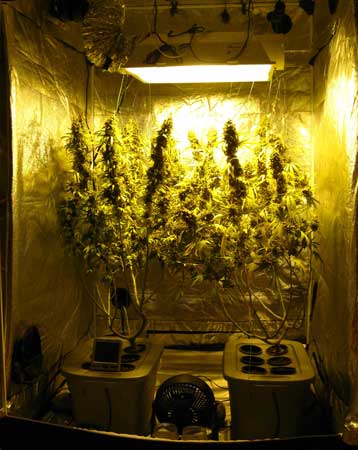 A view of the cannabis grow tent on harvest day!