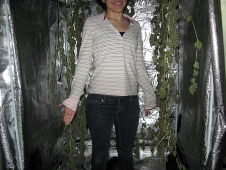 The buds hanging in the grow tent to dry