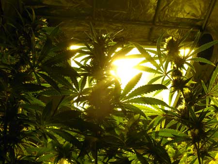 A view of the 600W HPS grow light through the canopy