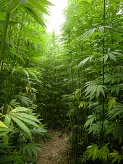 Cannabis plants love bright, direct sunlight