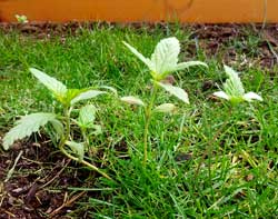 Small marijuana seedlings growing outside in the dirt without any fertilizers - while they may start strong, they rarely yield much in the way of buds unless you give them special fertilizers or nutrients