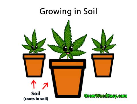 Growing Cannabis in Soil diagram