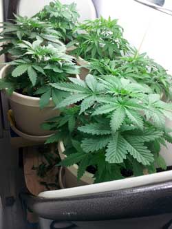 Happy cannabis plants in the vegetative stage