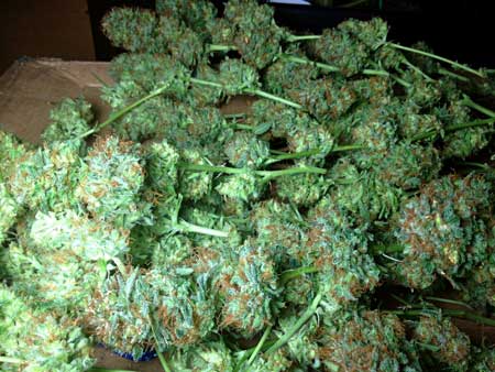 A happy cannabis harvest