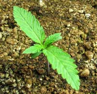 Happy, healthy young cannabis seedling