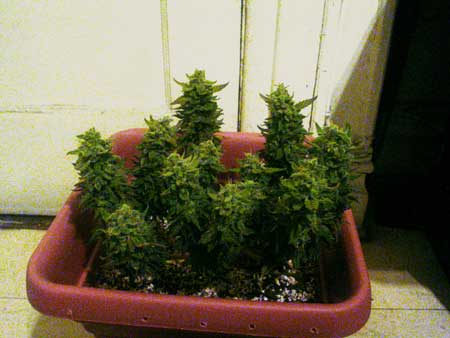 Mini cannabis plant just before harvest
