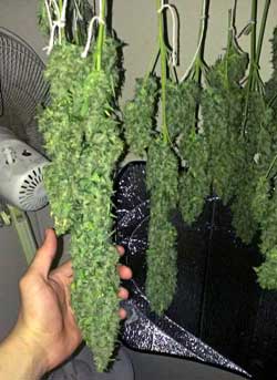 Drying cannabis plants in hand