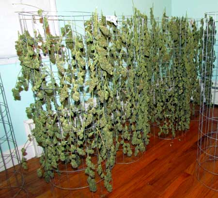 A recent cannabis harvest - buds are drying on racks