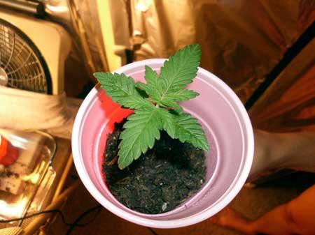 Healthy, happy cannabis seedling