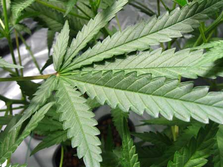 A healthy cannabis leaf