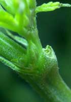 These pollen sacs are normally only found on male marijuana plants