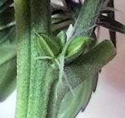 A hermie cannabis plant with both male and female parts, this plant has pollen sacs growing in the same place as female pistils