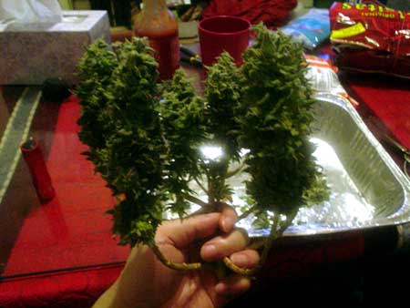 Mini cannabis plant in hands at harvest