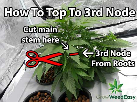 How to top to 3rd node - main-lining cannabis to build a manifold