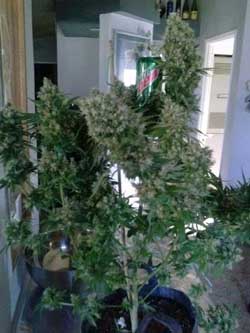 Here's a picture of that cola on the live marijuana plant, just before harvest