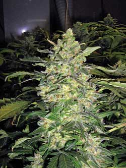 A huge fat cannabis bud smells amazing, and the smell fills up the whole grow room