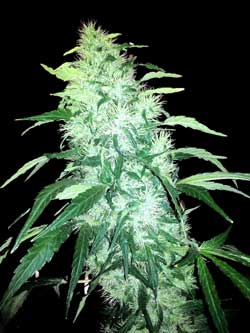 Cannabis plants in the flowering stage prefer lower humidity and a comfortable room temperature - not too hot!