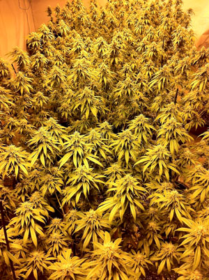 This is what marijuana grown under HPS lights looks like