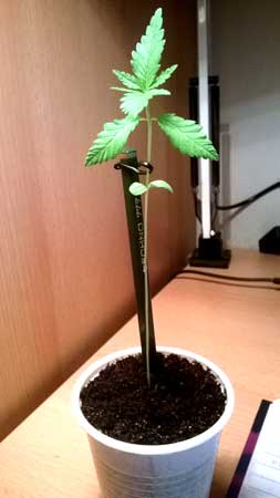 This cannabis seedling isn't getting enough lights, causing it to "stretch" upwards without growing more leaves