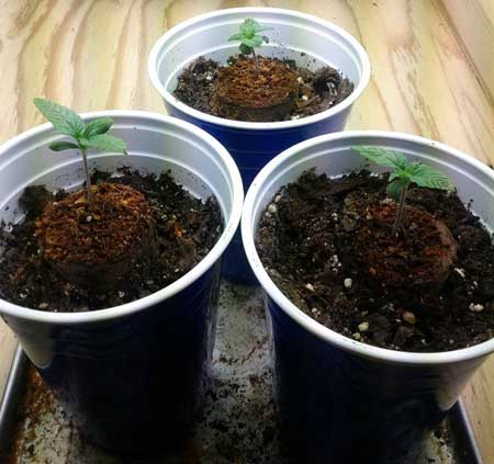 Day 7 - Marijuana seedlings - Auto Northern Lights strain