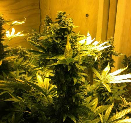 Day 79 from seed - Northern Lights autoflowering in garage grow box