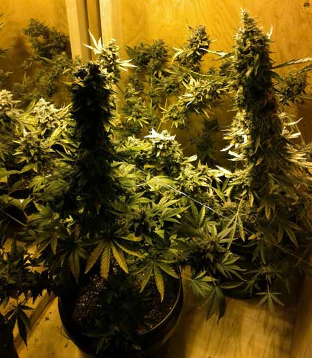 A preview of the cannabis plants in this grow journal - just before harvest!