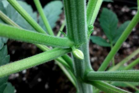 Hermie banana - this female marijuana plant is showing male parts, which means she is a hermaphrodite (hermie)