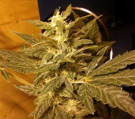 Northern Lights bud is fattening up