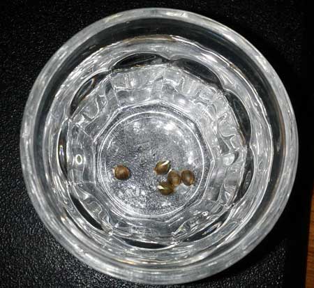 Soaked marijuana seeds sprout new white taproots