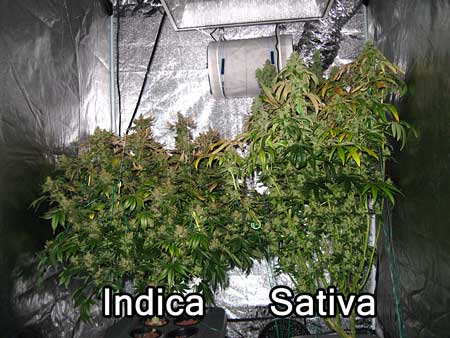 Indica vs Sativa cannabis plants