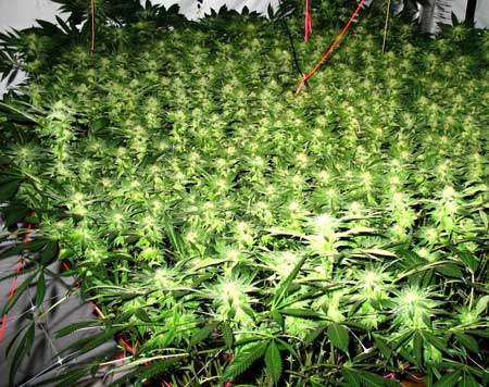 Using ScrOG and LST to grow high-yield marijuana plants - by ogkushog