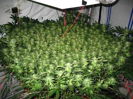 Using ScrOG and LST to grow high-yield marijuana plants - by ogkushog