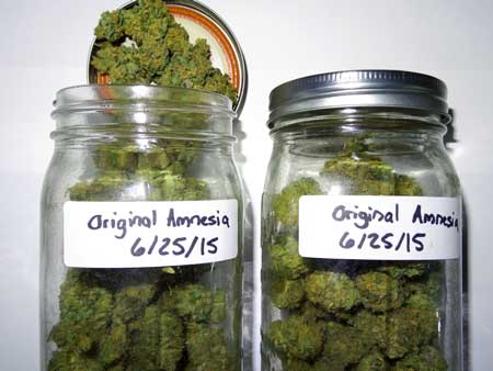 Jar full of cannabis buds