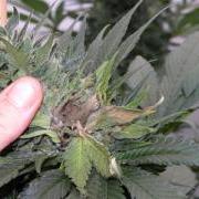 Bud rot / gray mold / Botrytis