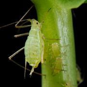 Aphids are an annoying marijuana pest