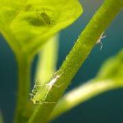 Aphids are a common marijuana pest