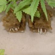 Cannabis clones with roots showing, ready to be transported to their new home