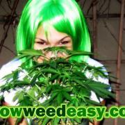 Nebula Haze from Grow Weed Easy.com is dedicated to showing others how easy growing weed can be when you have the right info (click fo closeup)