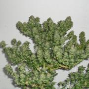 This marijuana plant has been heavily defoliated and is growing huge buds only 5 weeks into flowering